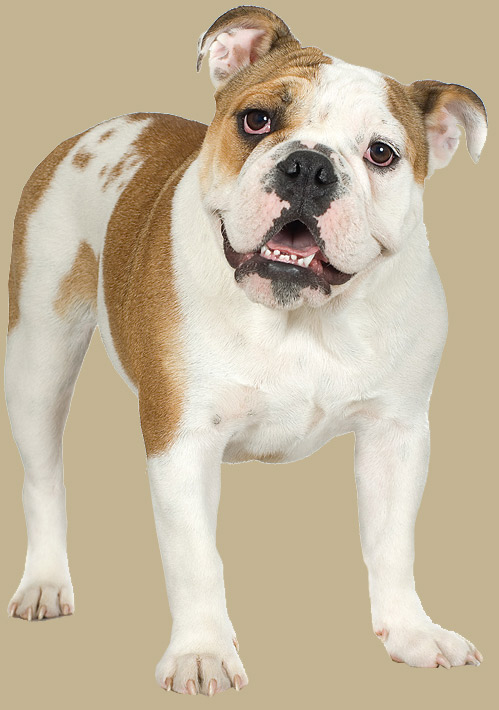 Wagg's-N-Whiskers loves dogs!