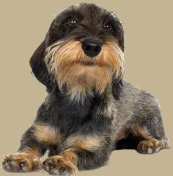 Wagg's-N-Whiskers loves dogs!